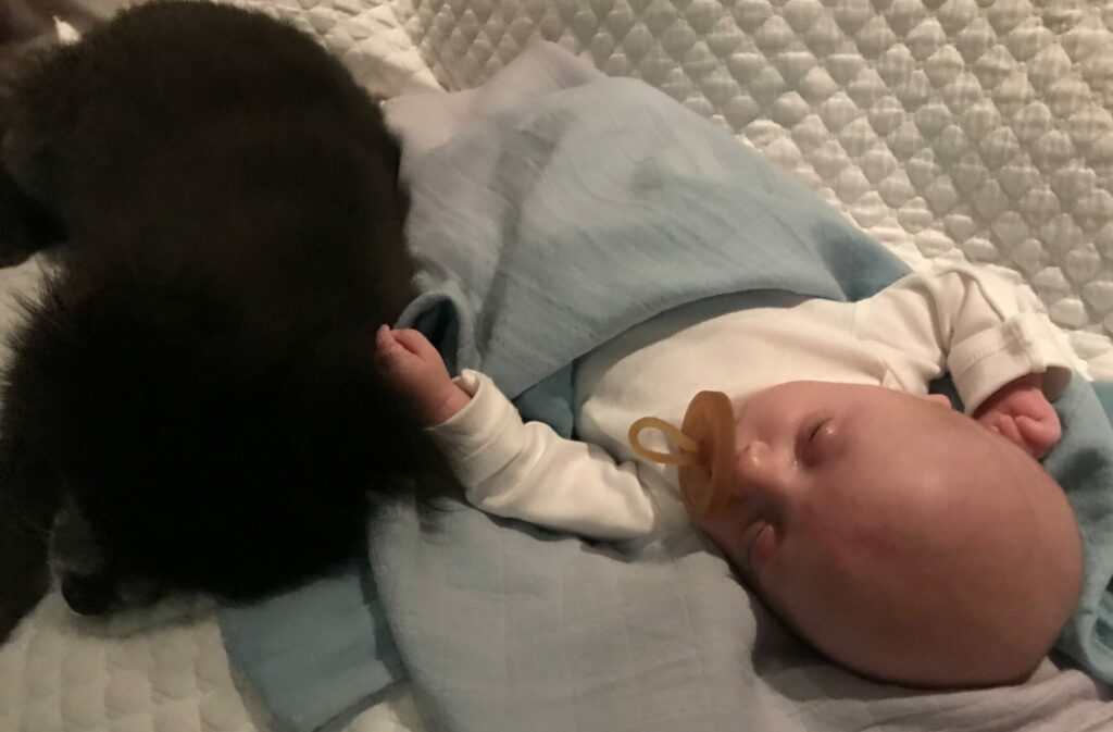 Newborn Premature Baby Boy With Eco Friendly Natural Rubber Natursutten Pacifier Snuggling up with a pomeranian dog while napping